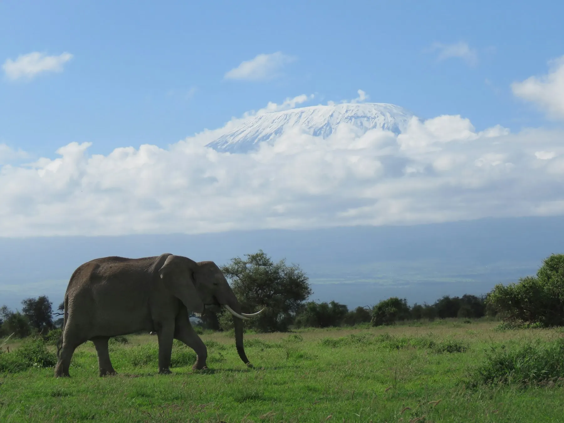 Elephant on green grassland with snow-capped Kilimanjaro behind