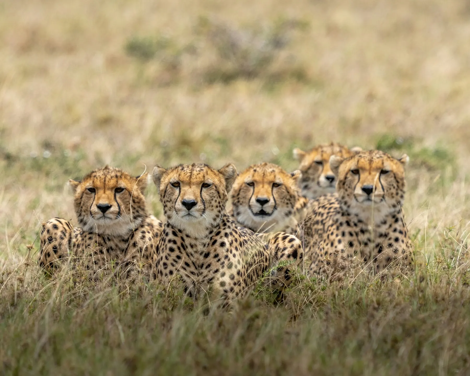Five cheetahs lying together facing the camera